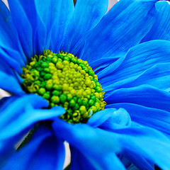 blue_daisy