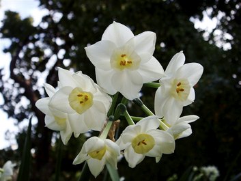 happiness_flowers