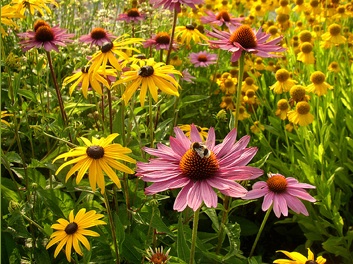 flowers_happiness
